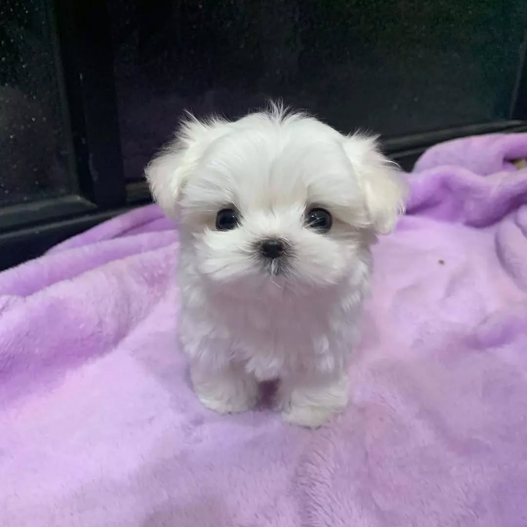 Bella (5)
