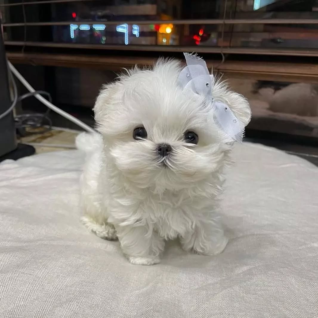 Bella